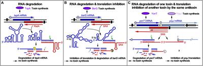 Intermolecular Communication in Bacillus subtilis: RNA-RNA, RNA-Protein and Small Protein-Protein Interactions